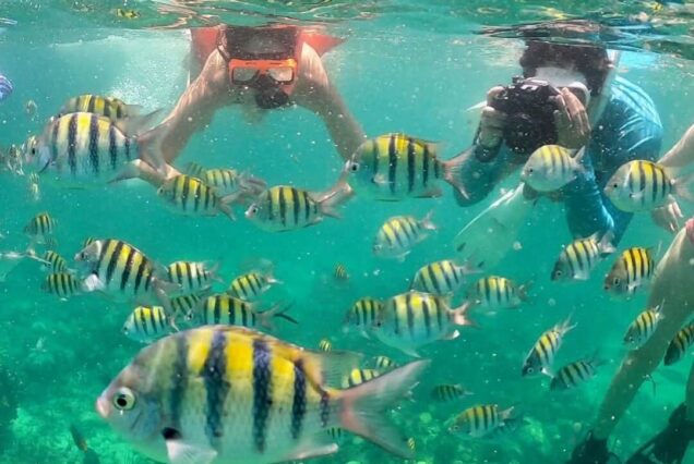 6 Hours Snorkeling, Pigs & Turtles